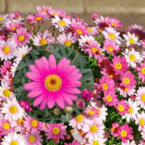 Argyranthemum frutescens 'Aramis® Pink Eye' - Põõsas-hõbekakar 'Aramis® Pink Eye' P9/0,55L